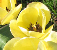 News Image: Yellow Tulip
