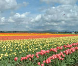 Washington  Tulip Festival