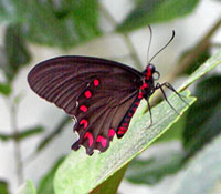 Support Image: Red and Black Butterfly