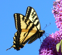 Support Image: Red and Black Butterfly